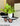 SS RV-0502 BLACK BROWN_CANDY