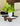 SS RV-0502 GREEN BROWN